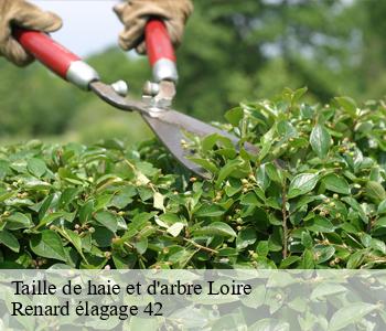 Taille de haie et d'arbre 42 Loire  Renard élagage 42