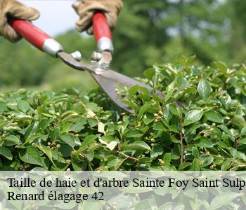 Taille de haie et d'arbre sainte-foy-saint-sulpice-42110 Renard élagage 42