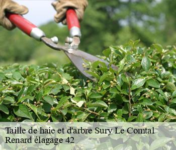 Taille de haie et d'arbre sury-le-comtal-42450 Renard élagage 42