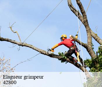 Elagueur grimpeur 42800