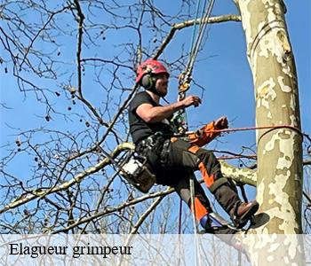 Elagueur grimpeur
